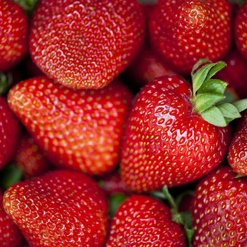 Клубника ремонтантная "Сельва" Fragaria ananassa "Selva" Р9