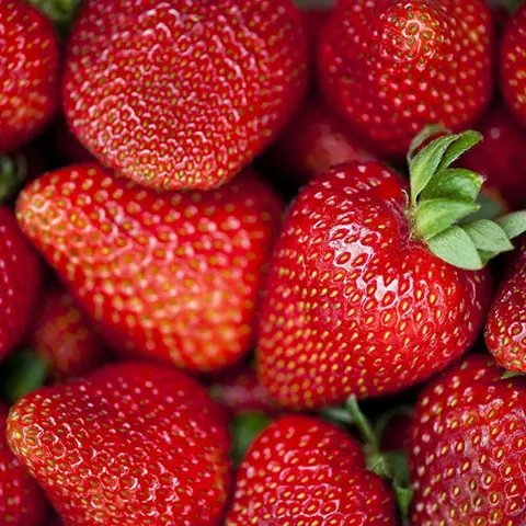 Клубника ремонтантная "Сельва" Fragaria ananassa "Selva" Р9