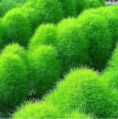 Кохия «Летний Кипр» Kochia scoparia f. trichophylla