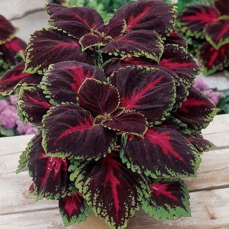 Колеус "Конг Ред" Coleus "Kong Red" Р9