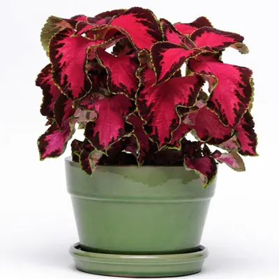 Колеус Премиум "Сан Шоколад Коверед Черри" Coleus Premium "Sun Chocolate Covered Cherry" Р9