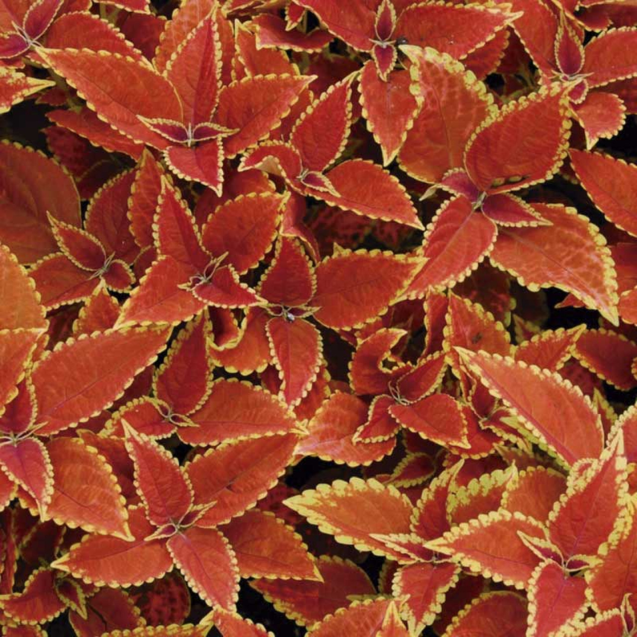 Колеус "Визард Сансет" Coleus "Wizard Sunset"