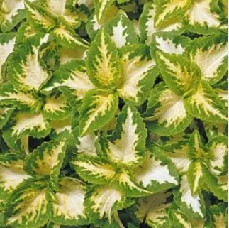 Колеус "Визард Жаде" Coleus "Wizard Jade"