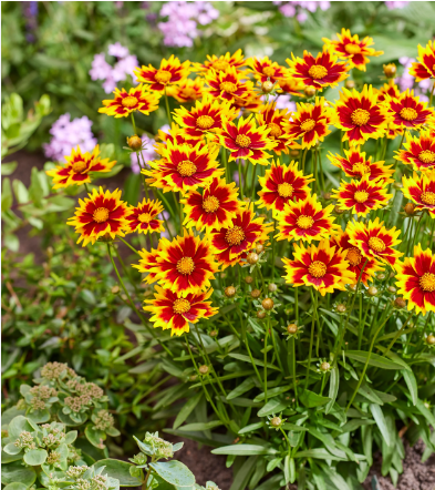 Кореопсис крупноцветковый "Солар Джевел" Coreopsis grandiflora "Solar Jewel" С2/3