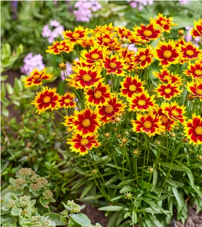 Кореопсис крупноцветковый "Солар Джевел" Coreopsis grandiflora "Solar Jewel" С2/3