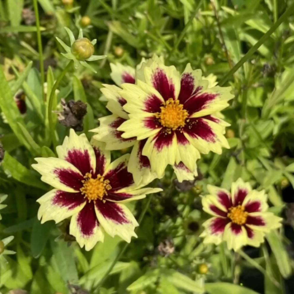 Кореопсис крупноцветковый "Солар Фенси" Coreopsis grandiflora "Solar Fancy" С2/3