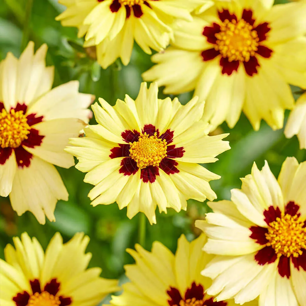 Кореопсис крупноцветковый "Солар Мун" Coreopsis grandiflora "Solar Moon"