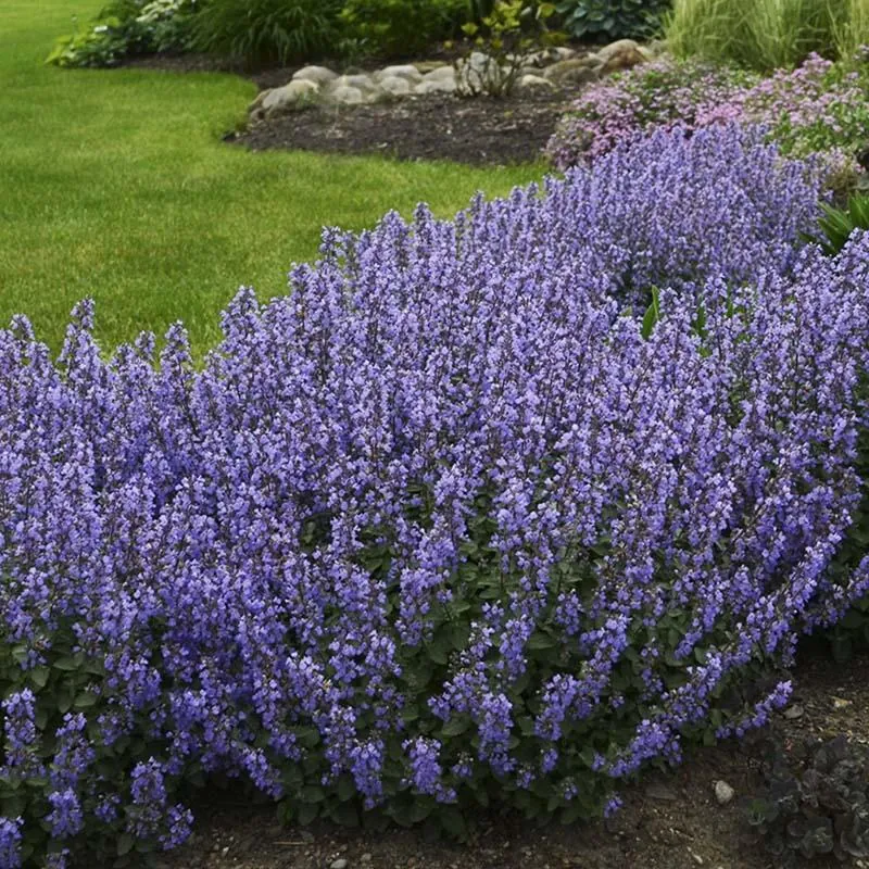 Котовник Фассена "Джуниор Уолкер" Nepeta faassenii "Junior Walker"