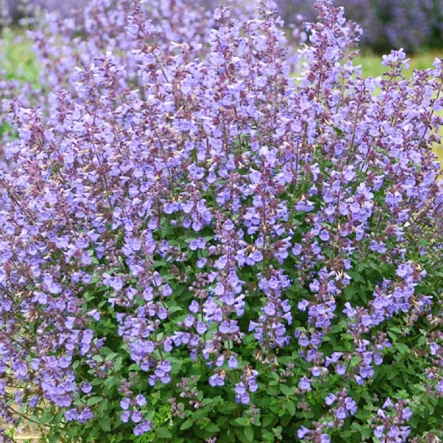 Котовник Фассена "Киттен Эраунд" Nepeta faassenii "Kitten Around"