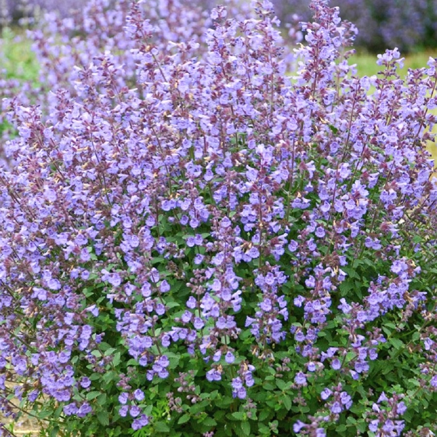 Котовник Фассена "Киттен Эраунд" Nepeta faassenii "Kitten Around" С2/3