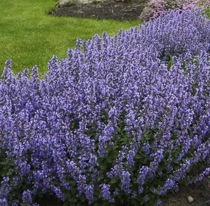 Котовник Фассена "Пёршн Блю" Nepeta Fasseni "Purrsian Blue"