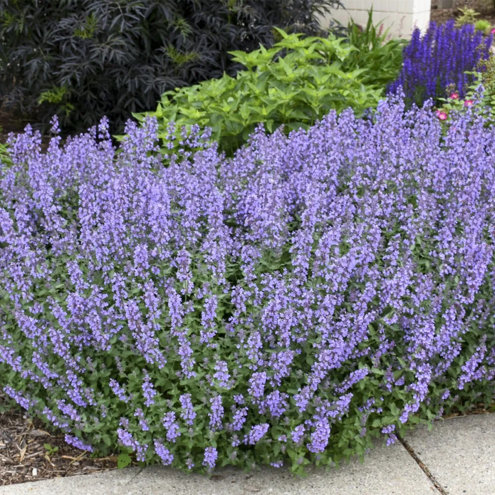 Котовник Фассена "Сикс Хиллз Жиант" Nepeta faassenii "Six Hills Giant"