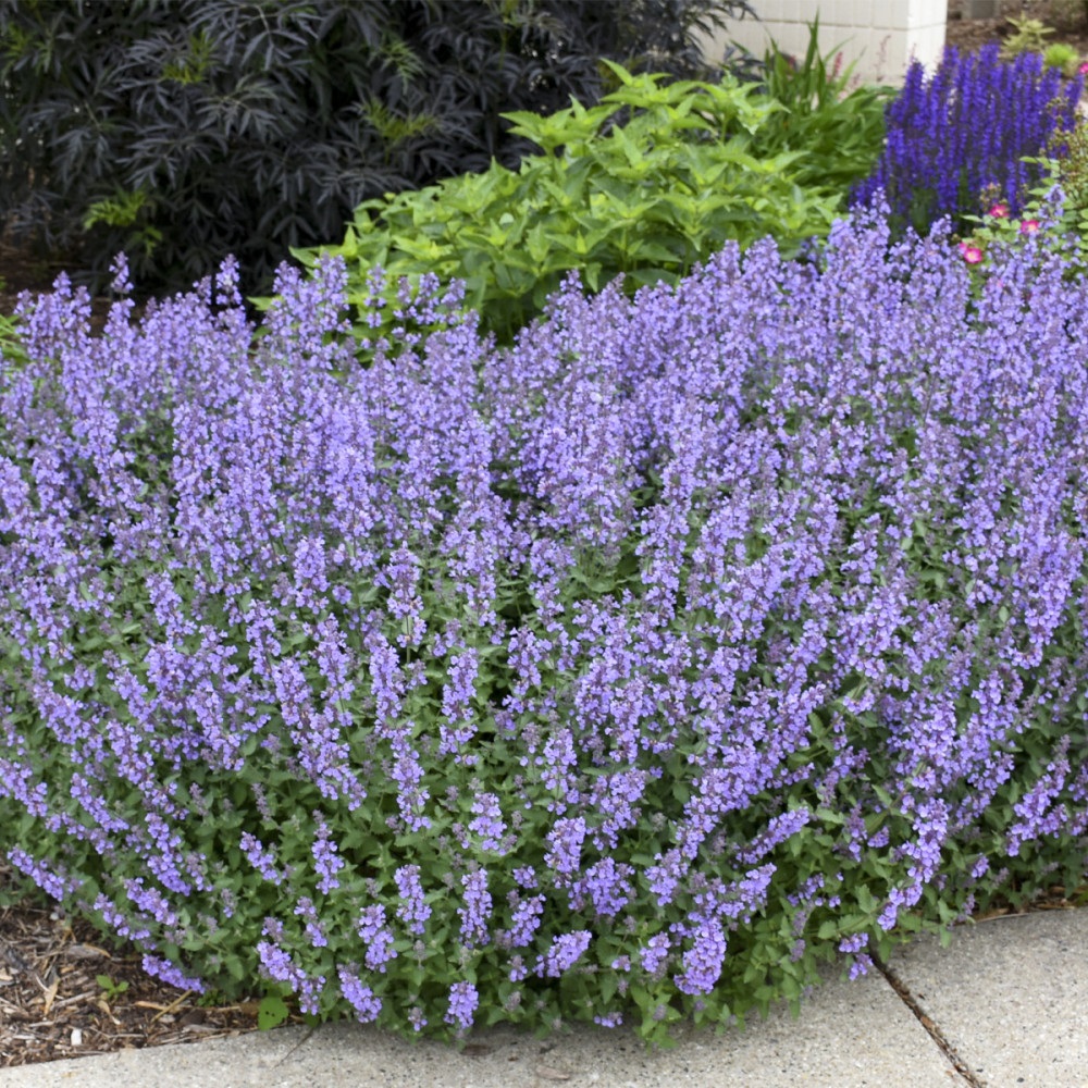 Котовник Фассена "Сикс Хиллз Жиант" Nepeta faassenii "Six Hills Giant" С2/3