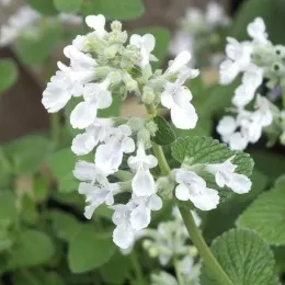 Котовник кистевидный "Альба" Nepeta racemosa "Alba"