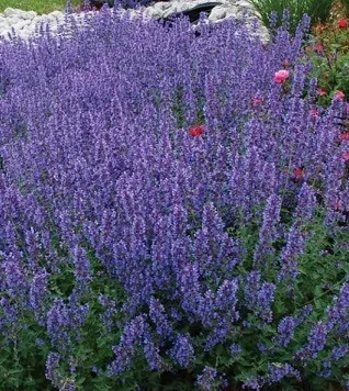 Котовник кистевидный "Феликс" Nepeta racemosa "Felix"