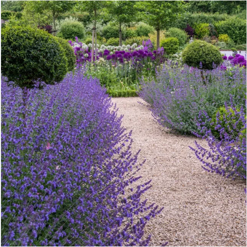 Котовник кистевидный "Селект" Nepeta racemosa "Select" Р9