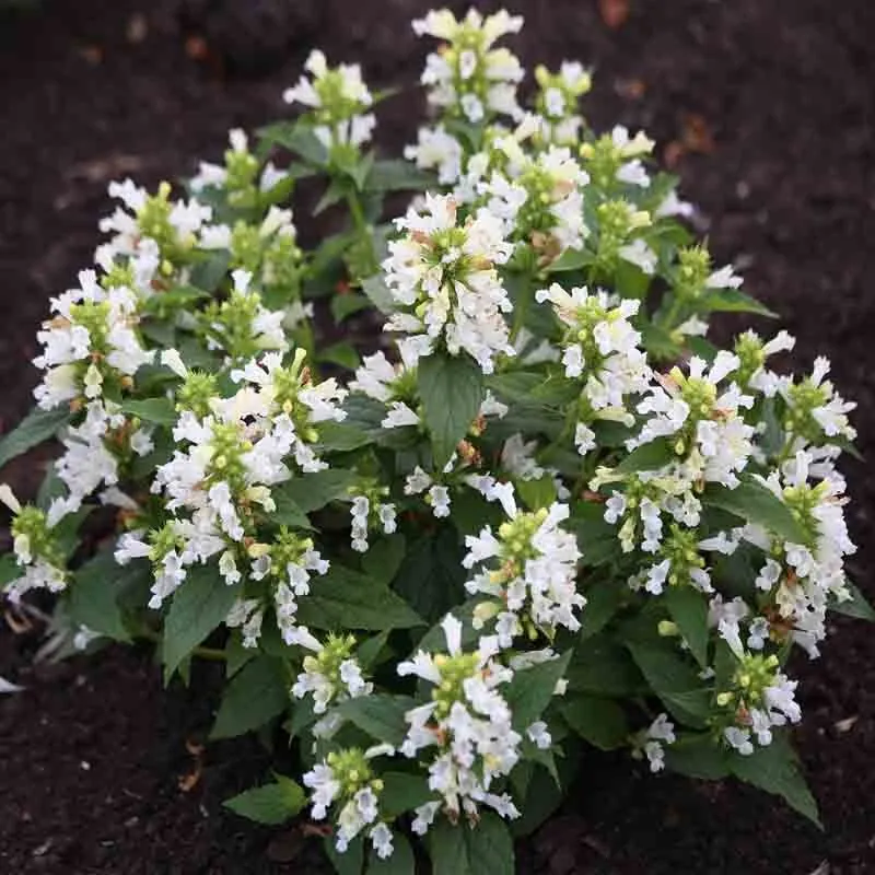 Котовник полусидячий "Сноу Пантер" Nepeta subsessilis "Snow Panther"