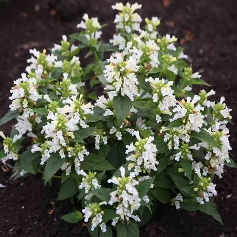 Котовник полусидячий "Сноу Пантер" Nepeta subsessilis "Snow Panther" С2/3