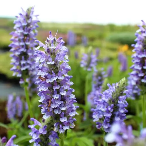 Котовник жильчатый "Блю Мун" Nepeta nervosa "Blue Moon" С2/3