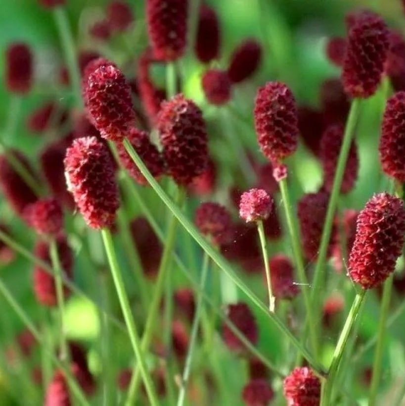 Кровохлебка лекарственная "Танна" Sanguisorba officinalis "Tanna" С2/3