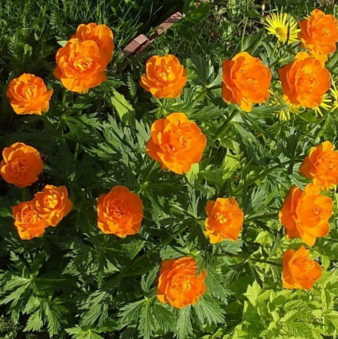 Купальница "Оранж Принцесс" Trollius cultorum "Orange Princess" С2/3