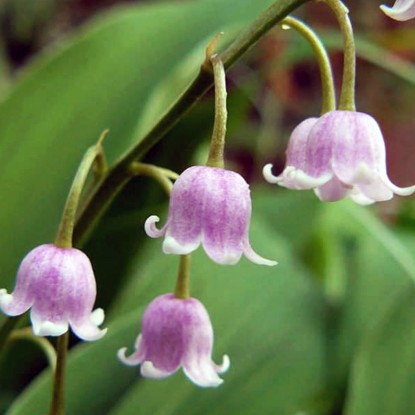 Ландыш майский "Розеа" Convallaria majalis "Rosea" С2/3