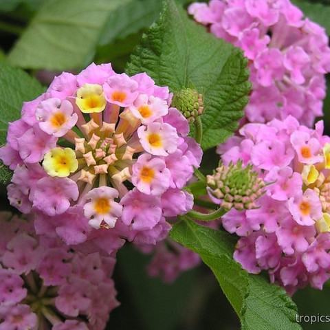 Лантана камара «Джем Компакт Роуз Кварц» Lantana camara "Gem Compact Rose Quartz" Кашпо 4л