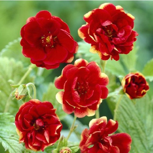 Лапчатка гибридная «Арк-ан-Сиэль» Potentilla hybrida "Arc-en-Ciel" С2/3