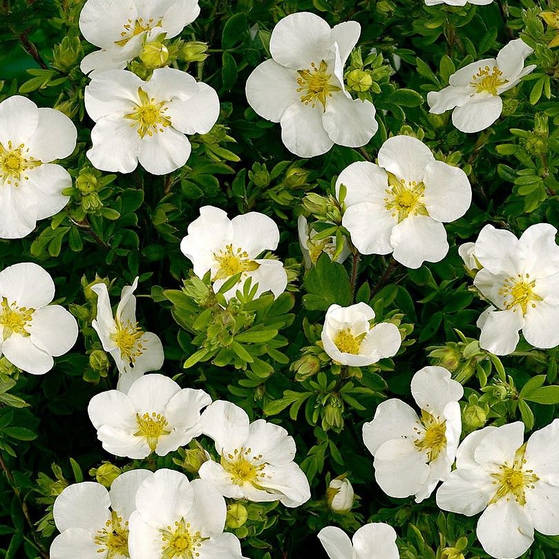 Лапчатка кустарниковая "Абботсвуд" Potentila fruticosa "Abbotswood'
