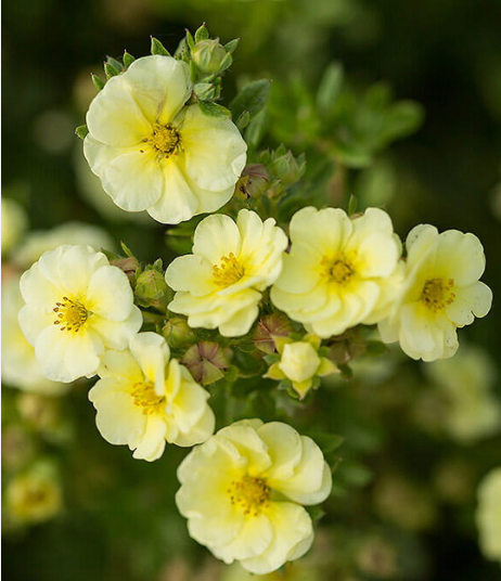 Лапчатка кустарниковая "Крем Брюле" Potentilla fruticosa "Creme Brulee"