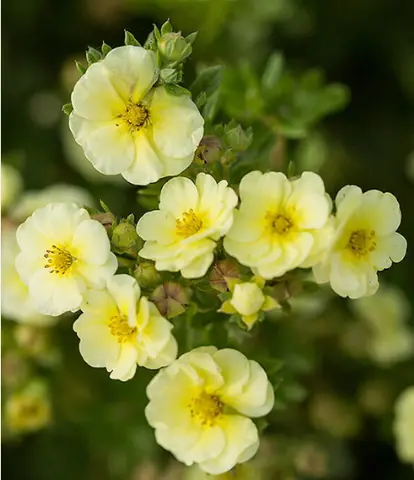 Лапчатка кустарниковая "Крем Брюле" Potentilla fruticosa "Creme Brulee"