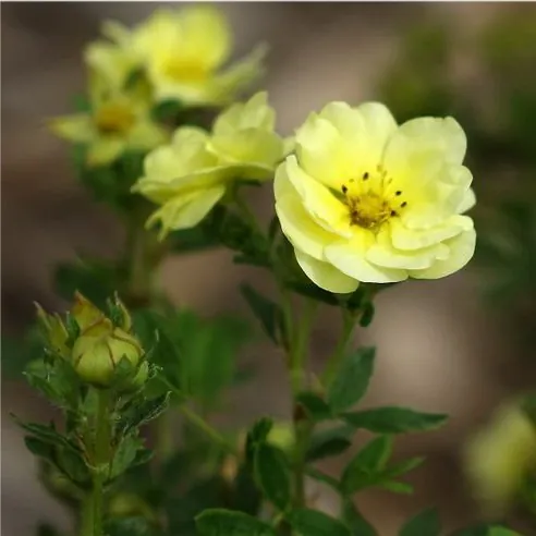 Лапчатка кустарниковая "Лемон Меринг" Potentilla fruticosa "Lemon Meringue"