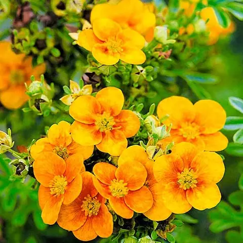 Лапчатка кустарниковая "Манго Танго" Potentila fruticosa "Mango Tango"'