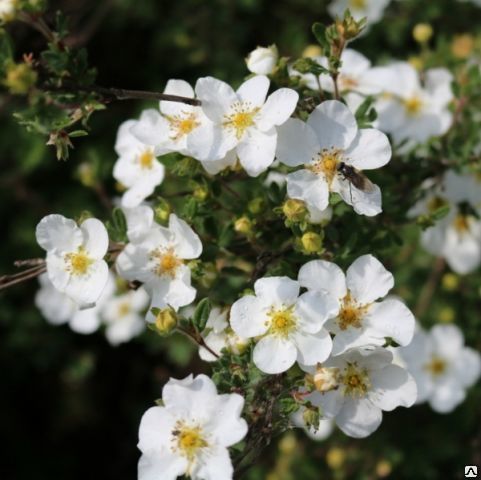 Лапчатка кустарниковая "Маунт Эверест" Potentila fruticosa "Mount Everest"