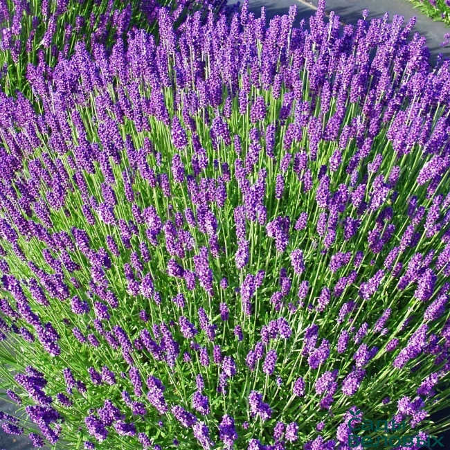 Лаванда узколистная "Авиньон Эрли Блю" Lavandula angustifolia "Avignon Early Blue" Р9