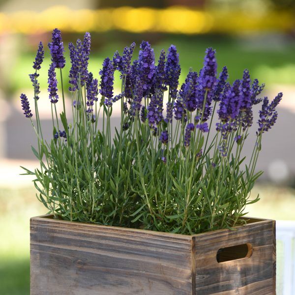 Лаванда узколистная "Блу Спир" Lavendula angustifolia "Blue Spear" Р9
