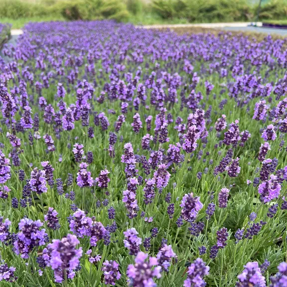 Лаванда узколистная "Лавли Скай Блю" Lavandula angustifolia "Lovely Sky Blue"