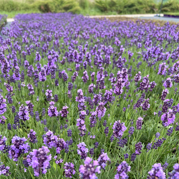 Лаванда узколистная "Лавли Скай Блю" Lavandula angustifolia "Lovely Sky Blue" Р9