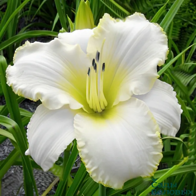 Лилейник гибридный "Арктик Сноу" Hemerocallis "Arctic Snow"