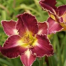 Лилейник гибридный "Бизантин Имперор" Hemerocallis "Byzantine Emperor"