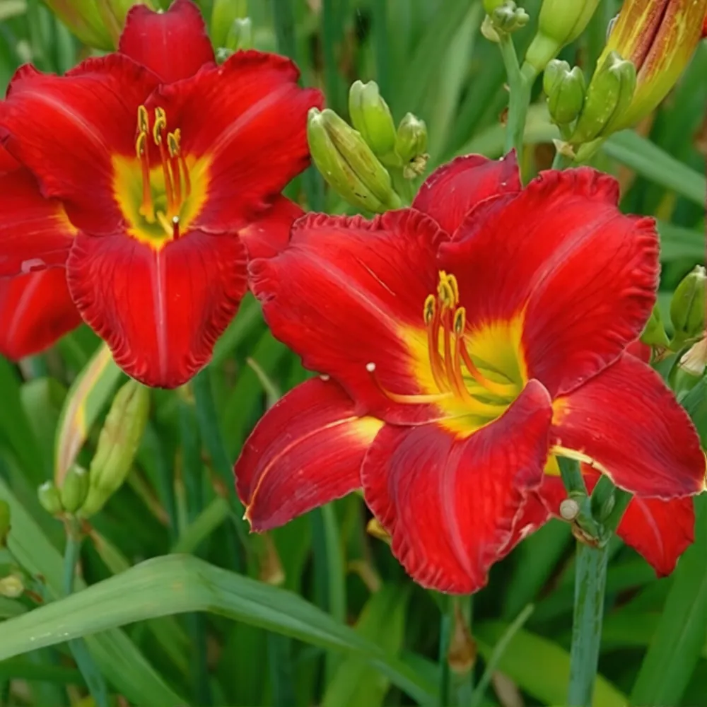 Лилейник гибридный "Чикаго Апачи" Hemerocallis " Chicago Apache"