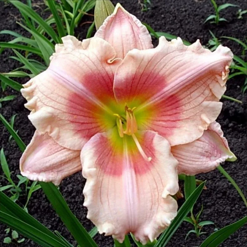 Лилейник гибридный "Дженис Браун" Hemerocallis "Janice Brown"