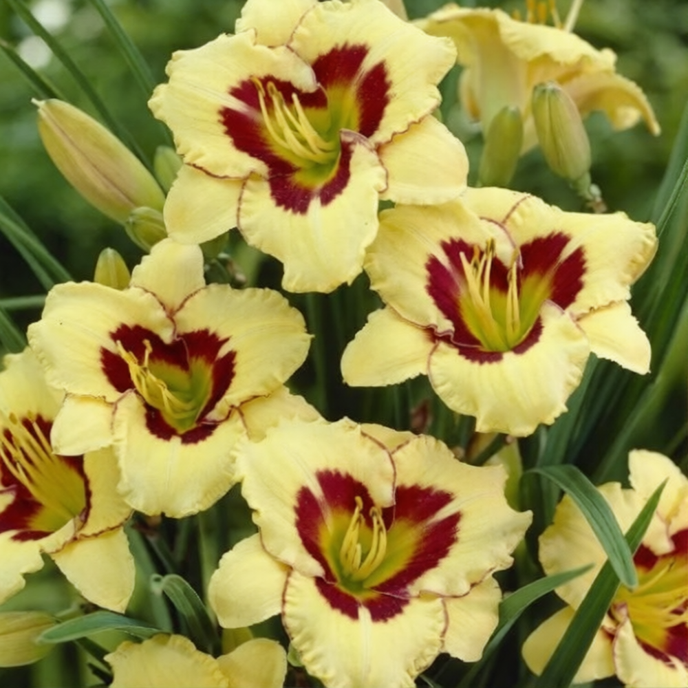 Лилейник гибридный "Эль Десперато" Hemerocallis "El Desperado" С2/3