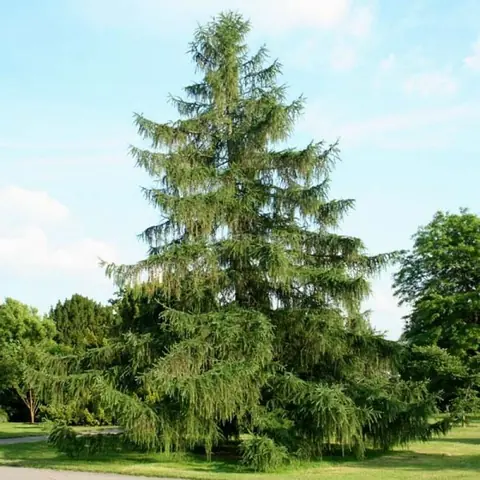 Лиственница европейская Larix decídua