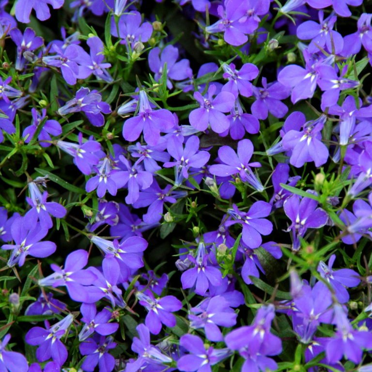 Лобелия эринус «Марина Блю» Lobelia erinus "Riviera Marine Blue"