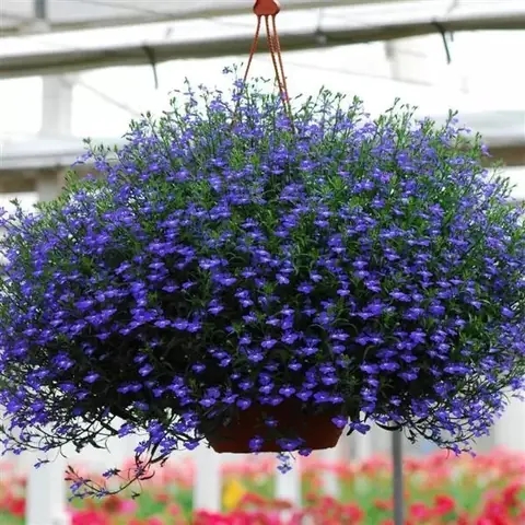 Лобелия "Регата Миднайт Блю" Lobelia erinus "Regatta Midnight Blue" Кашпо 3л