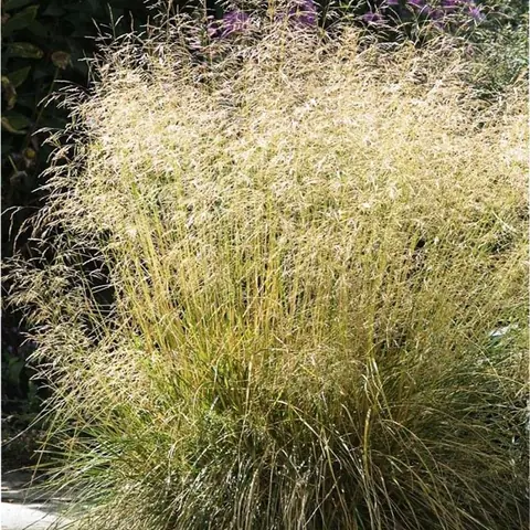 Луговик (Щучка) дернистый "Голдтау" Deschampsia cespitosa "Goldtau" Р9