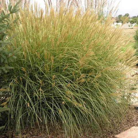 Луговик (Щучка) дернистый "Палава" Deschampsia cespitosa "Palava" Р9