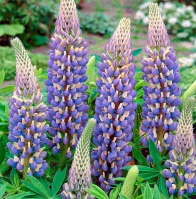 Люпин многолистный "Говернор" Lupinus polyphyllus "The Governor" С2/3