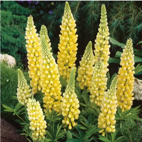 Люпин многолистный "Шанделиер" Lupinus "The Chandelier" С2/3